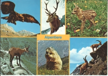 Alpská zvířata 1995 95 001 CH ● - Fauna